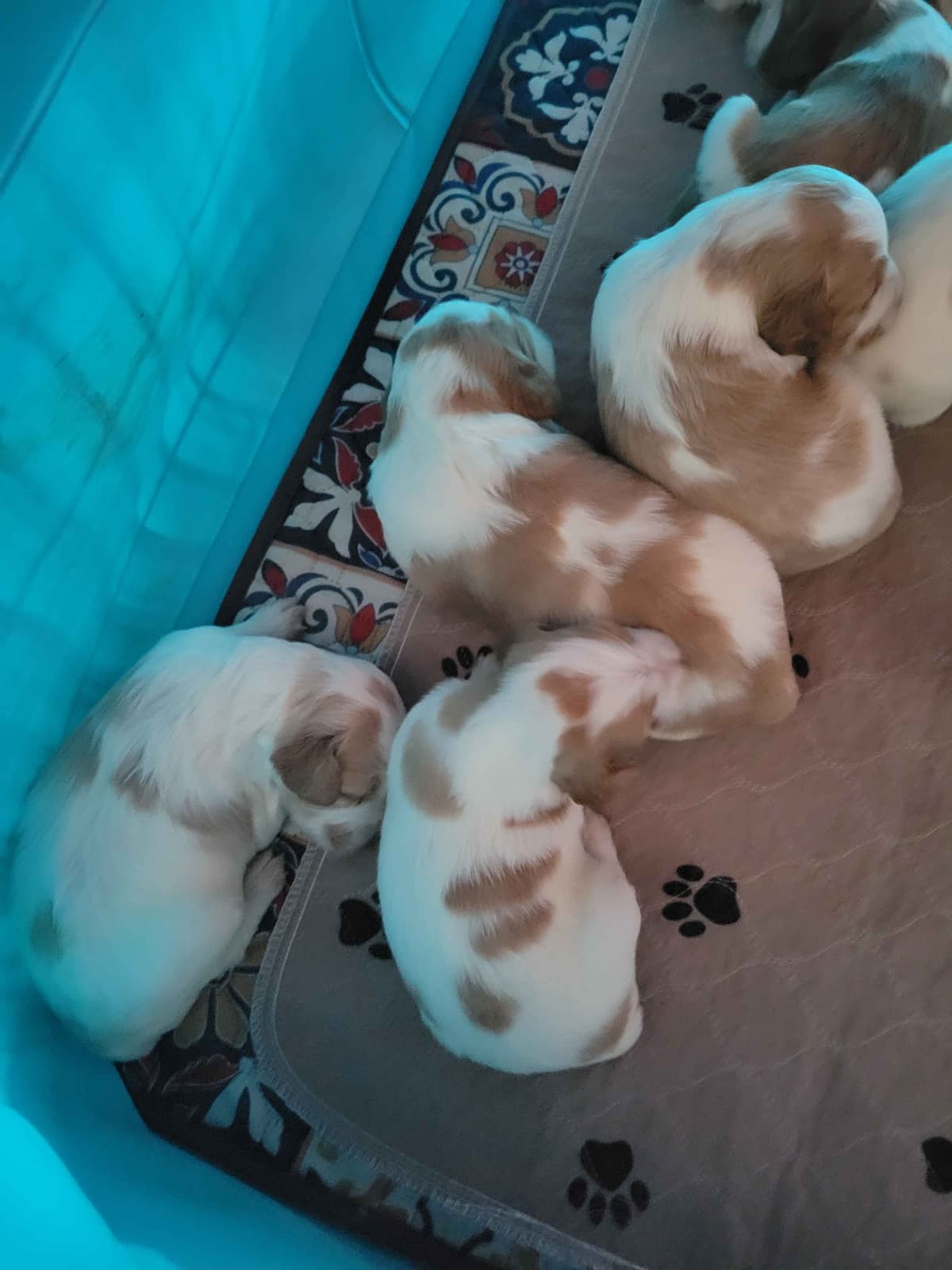 Brittany Puppies breeder image 22