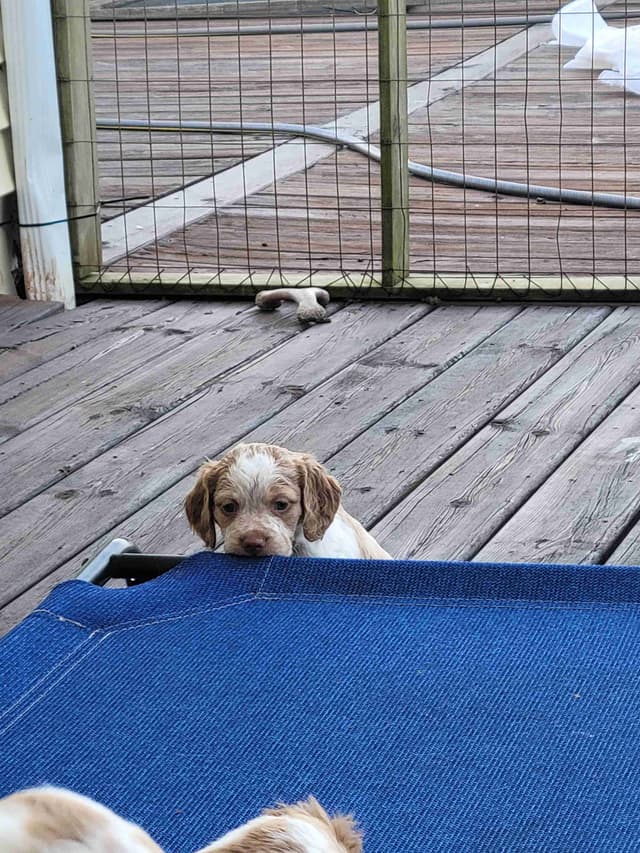 Brittany Puppies media 11