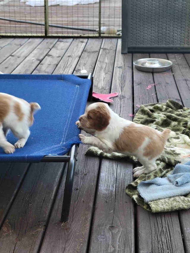 Brittany Puppies media 10