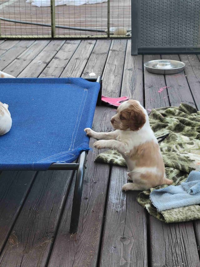 Brittany Puppies media 12