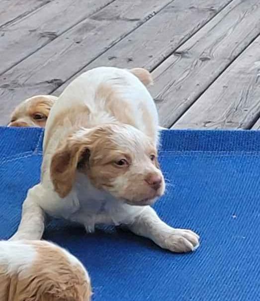 Brittany Puppies media 8