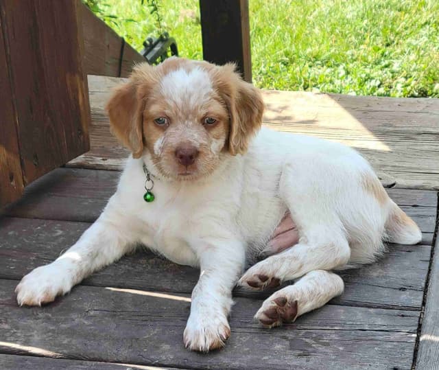 Brittany Puppies media 7