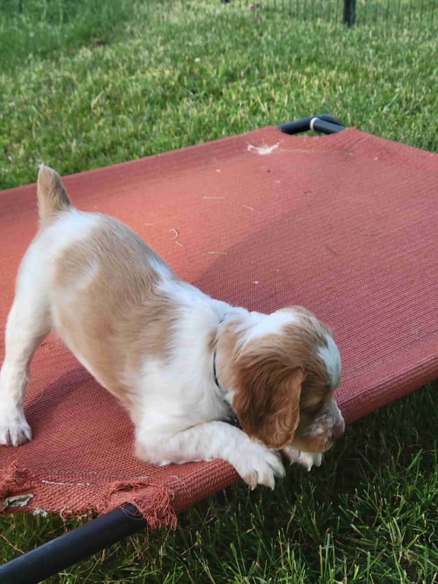 Brittany Puppies media 9