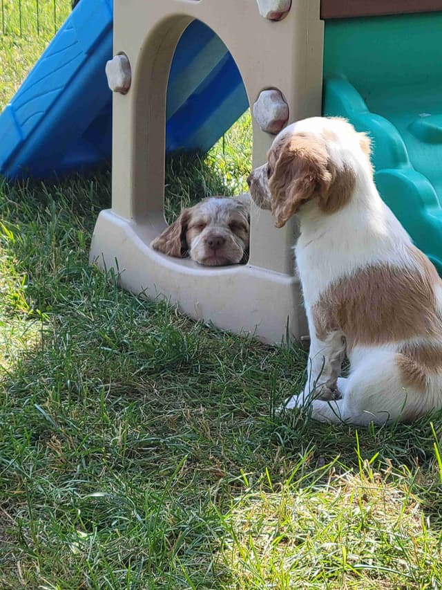 Brittany Puppies media 6