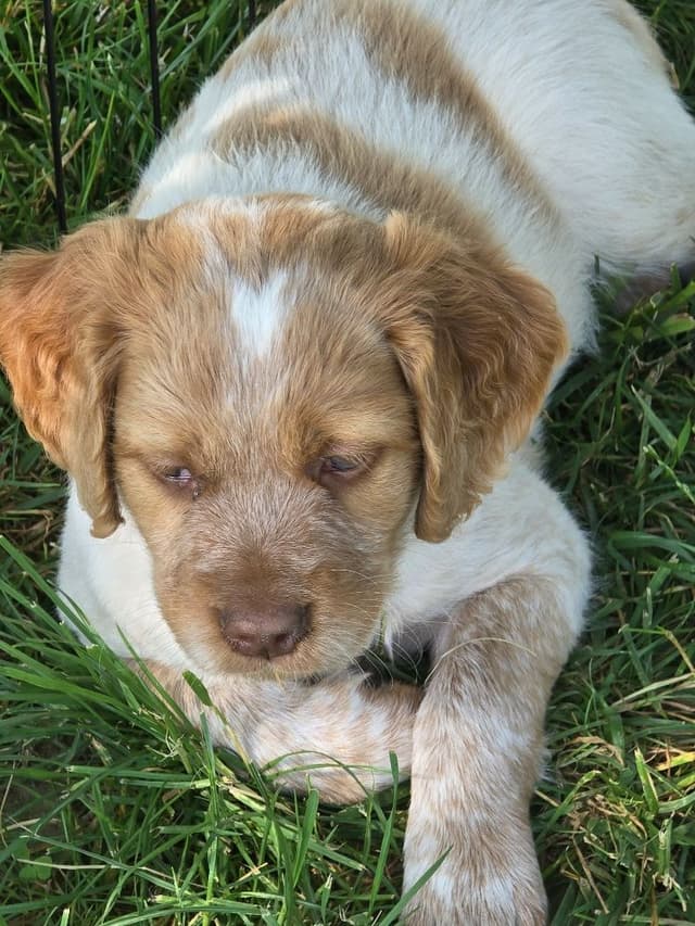 Brittany Puppies media 5