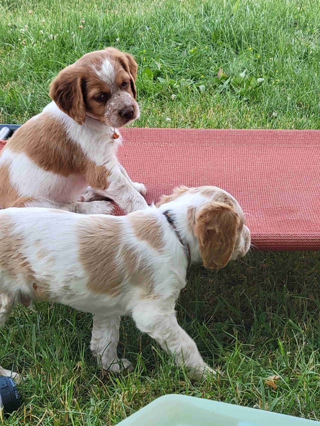 Brittany Puppies media 18