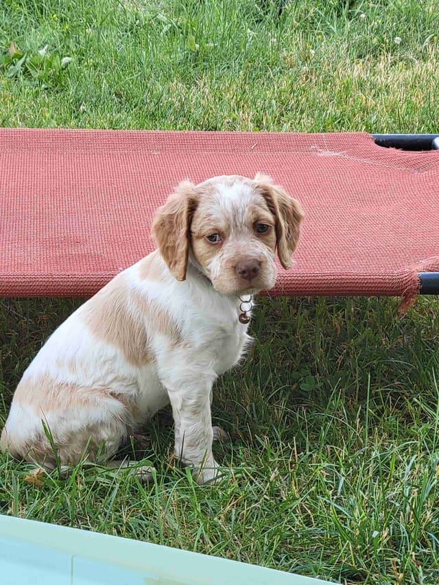 Brittany Puppies media 19