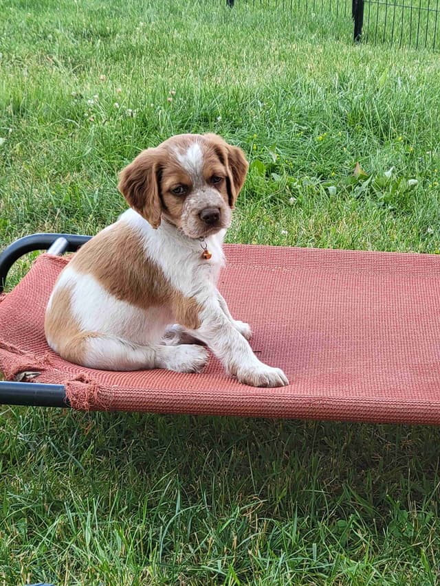Brittany Puppies media 20
