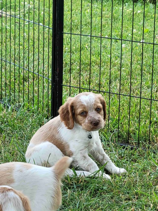Brittany Puppies media 21