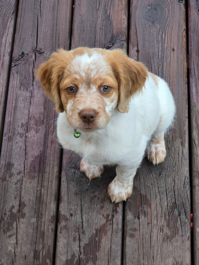Brittany Puppies media 23