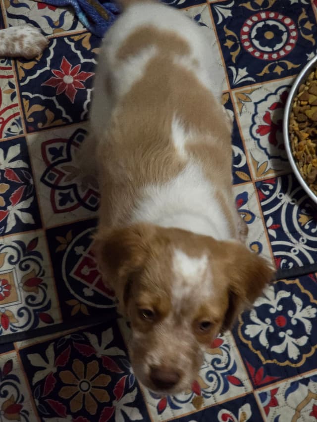 Brittany Puppies media 25