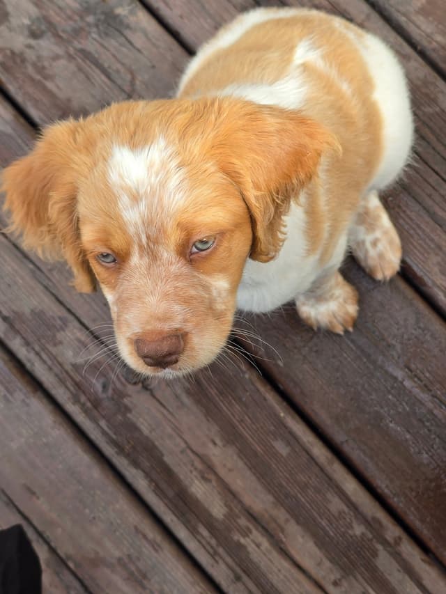 Brittany Puppies media 26