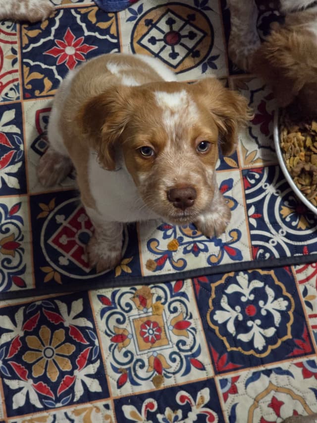 Brittany Puppies media 27