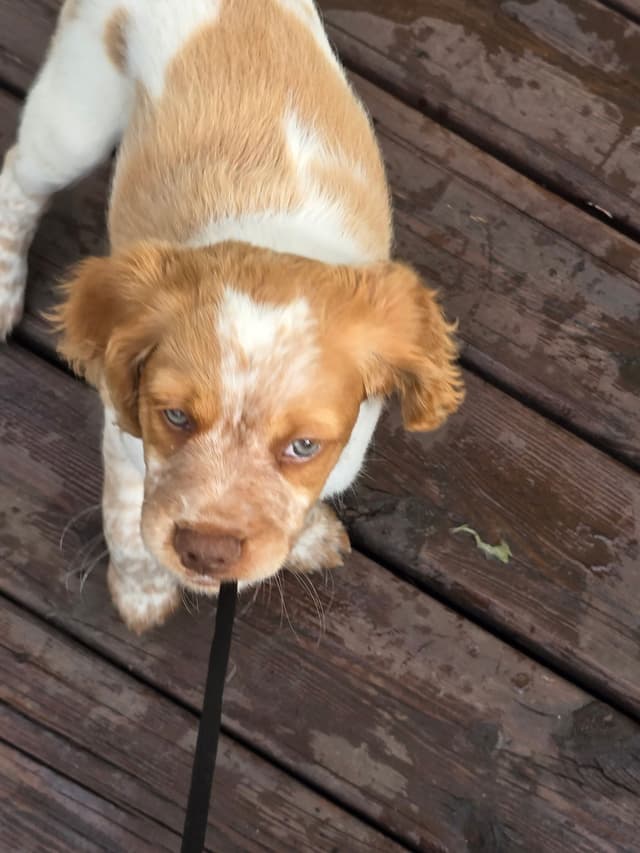 Brittany Puppies media 28
