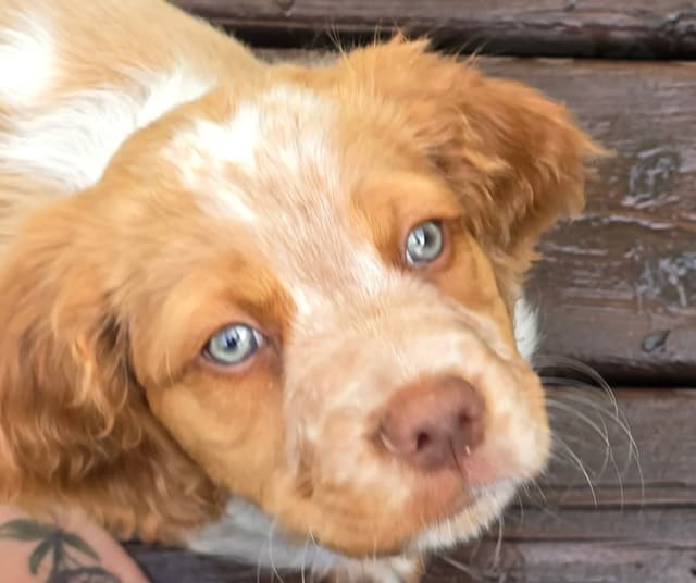 Brittany Puppies media 29