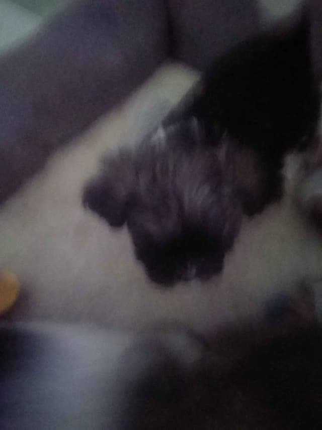 Havanese Puppies media 3