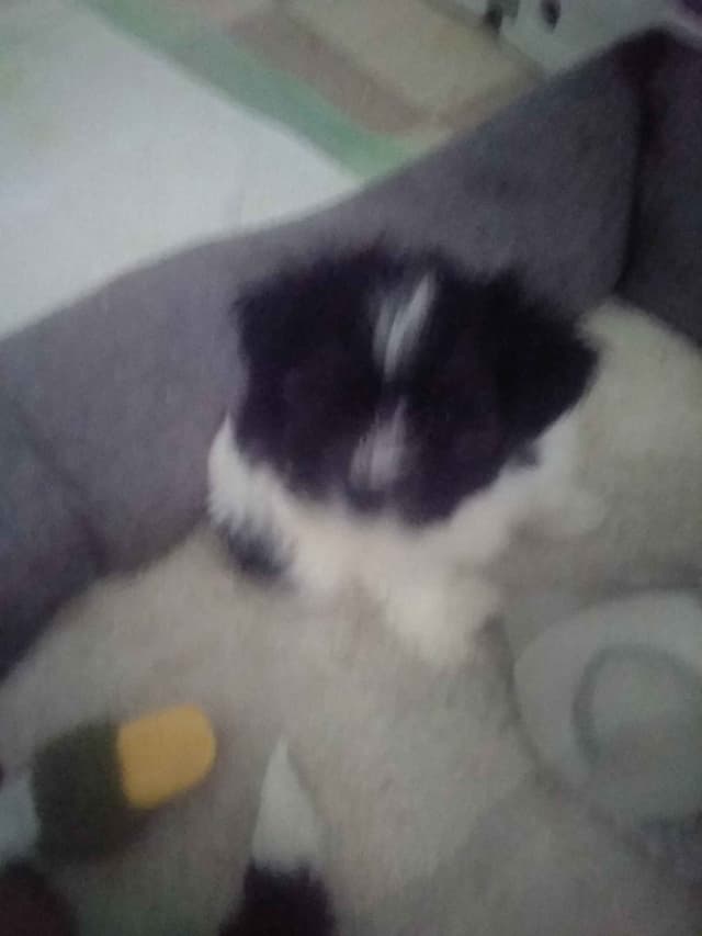 Havanese Puppies media 4