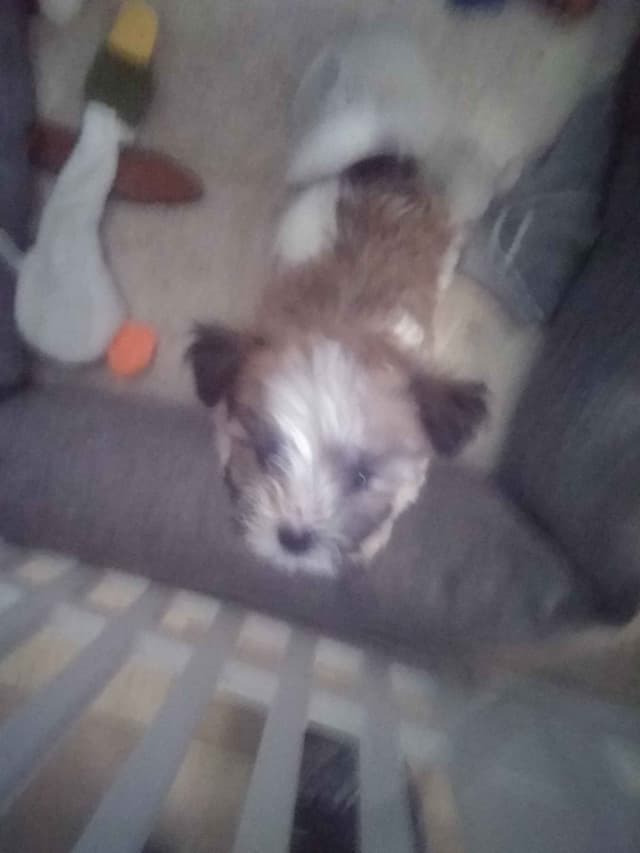 Havanese Puppies media 5