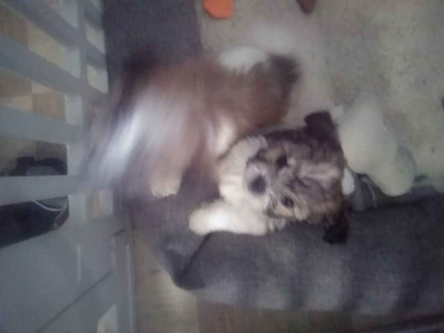 Havanese Puppies media 7