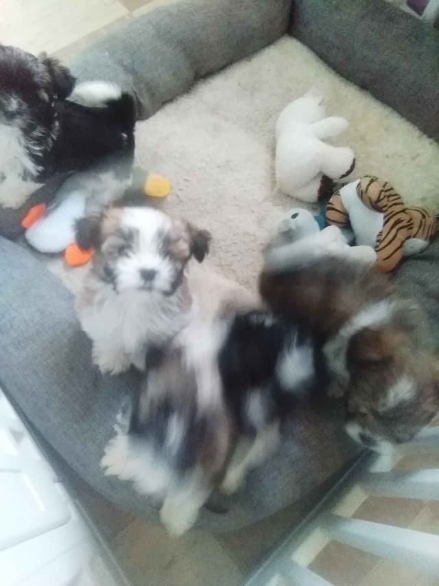 Havanese Puppies media 8