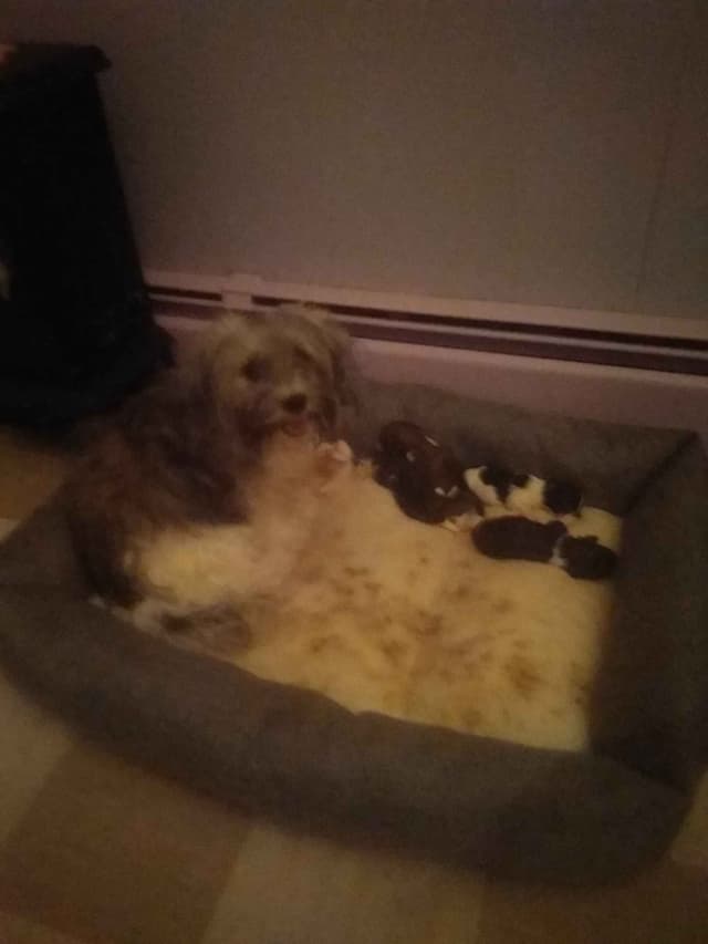 Havanese Puppies media 9