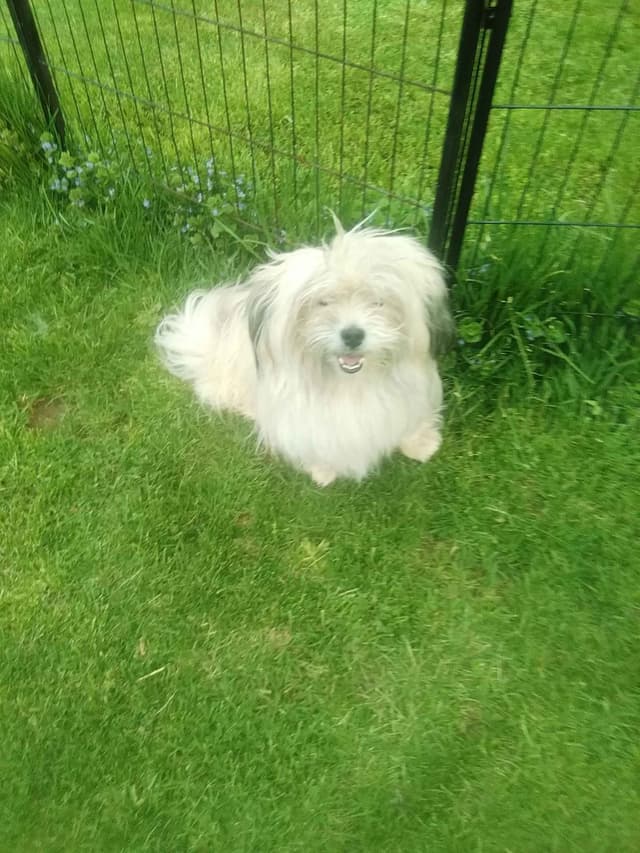 Havanese Puppies media 10