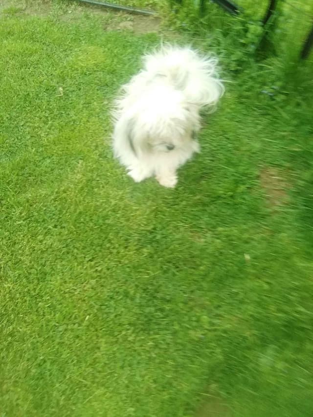 Havanese Puppies media 13