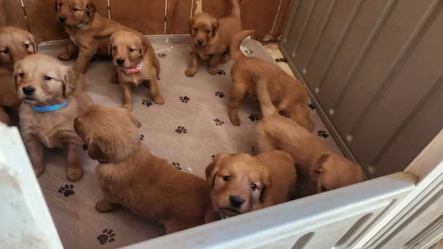 Golden Retriever Puppies media 4