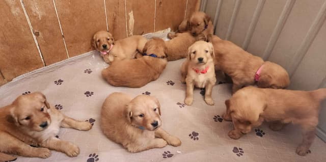 Golden Retriever Puppies media 2