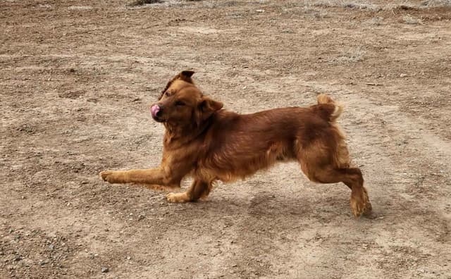 Golden Retriever Puppies media 3