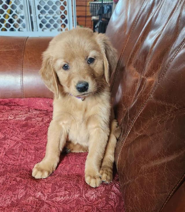 Golden Retriever Puppies media 5