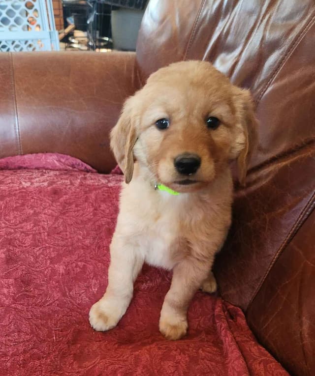 Golden Retriever Puppies media 6