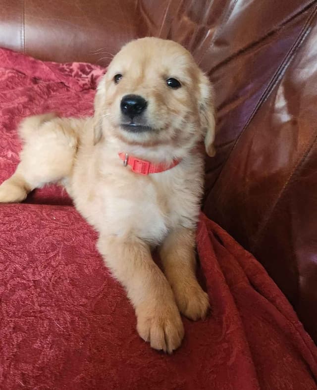 Golden Retriever Puppies media 7