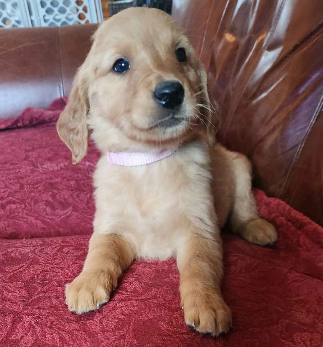 Golden Retriever Puppies media 8