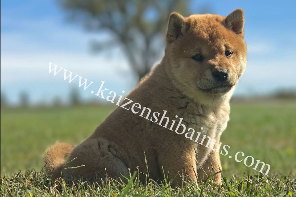Shiba Inu Puppies breeder image 2