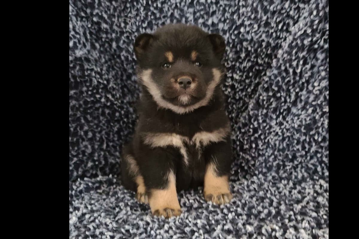 Shiba Inu Puppies breeder image 3