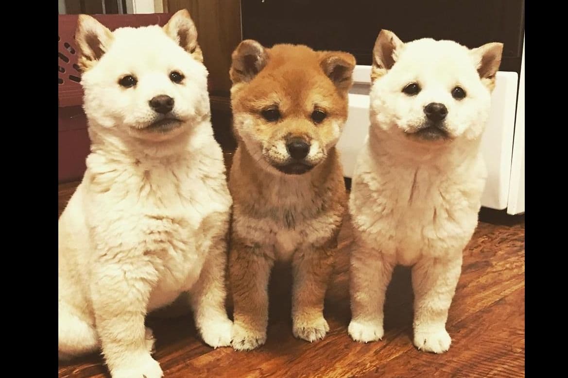 Shiba Inu Puppies breeder image 4