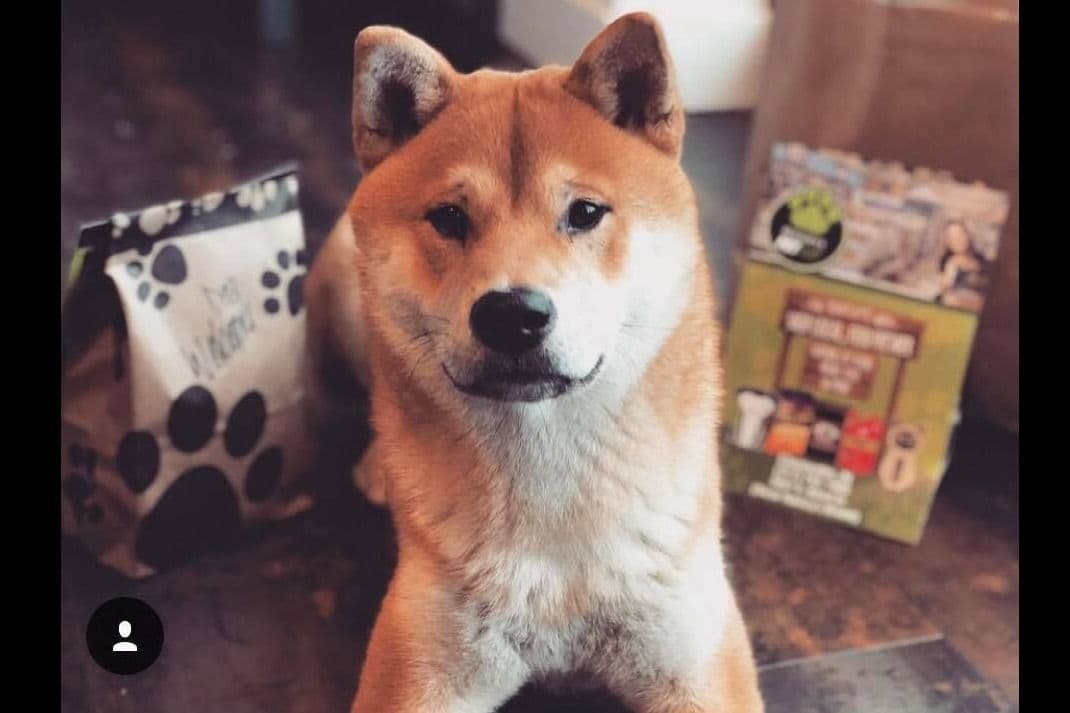 Shiba Inu Puppies breeder image 5