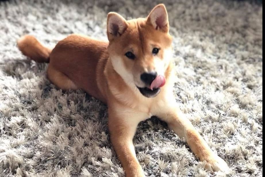 Shiba Inu Puppies breeder image 6