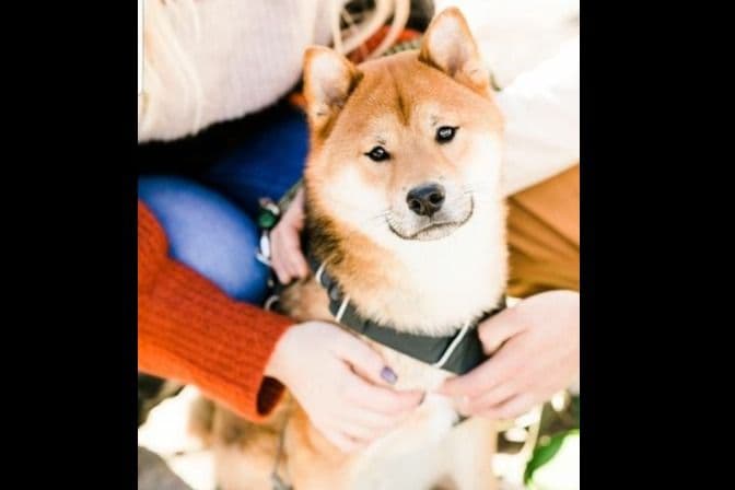 Shiba Inu Puppies breeder image 7