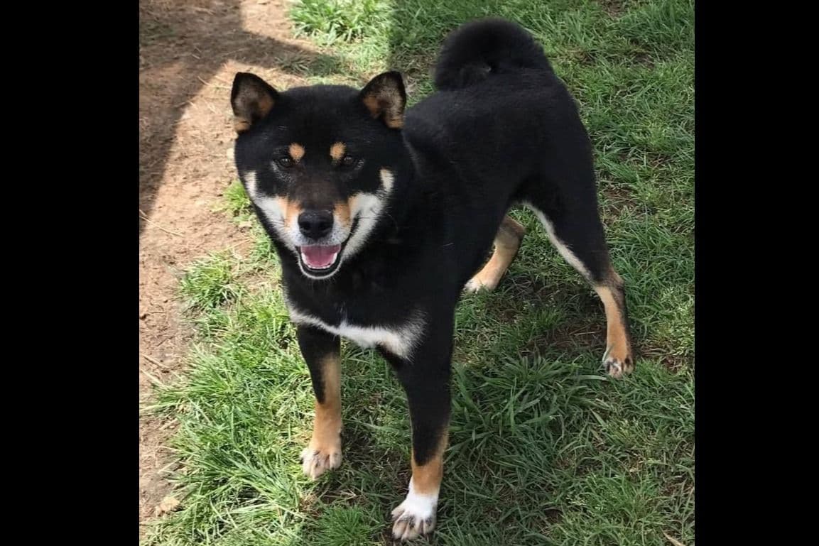 Shiba Inu Puppies breeder image 9