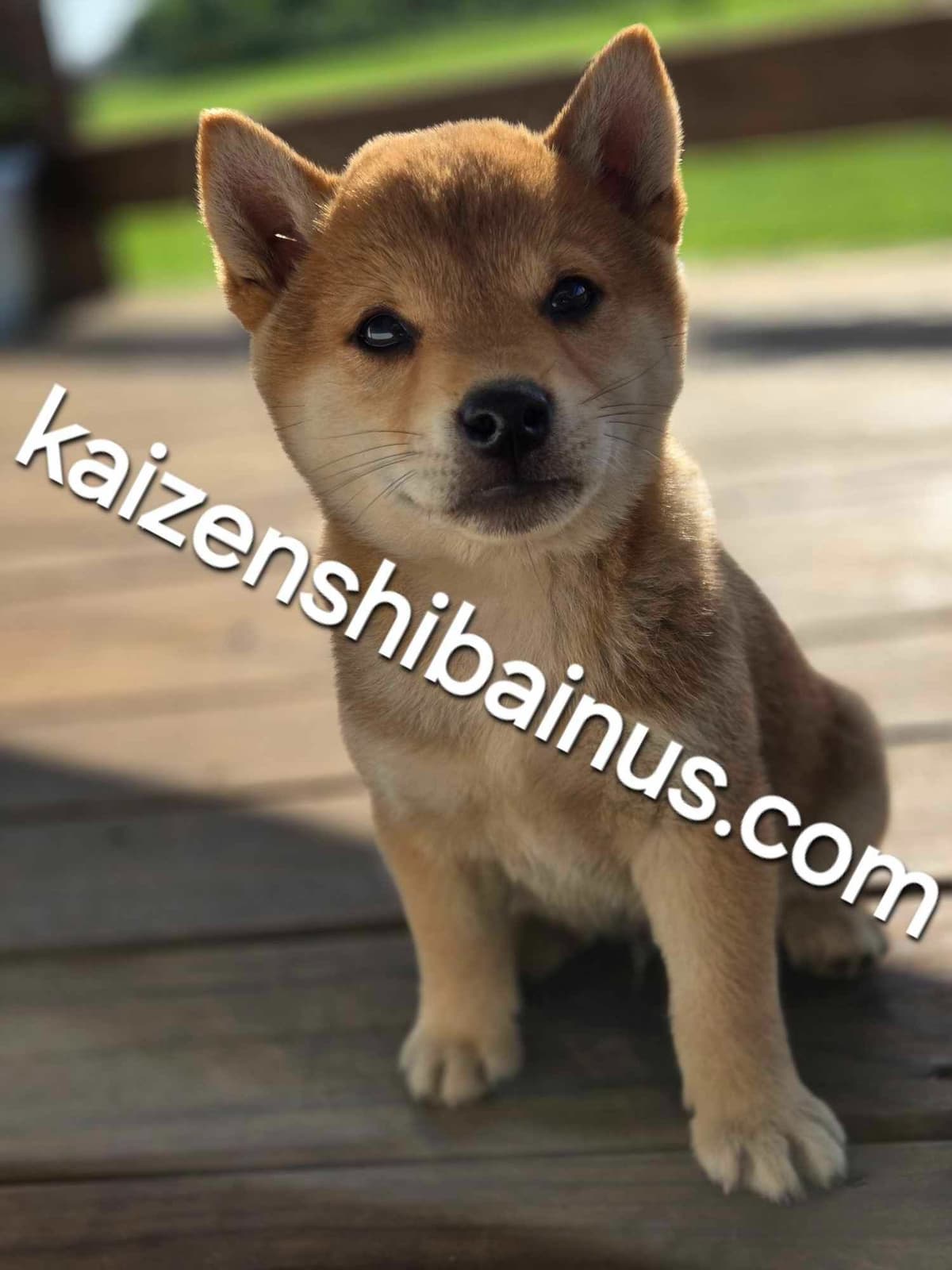 Shiba Inu Puppies breeder image 11