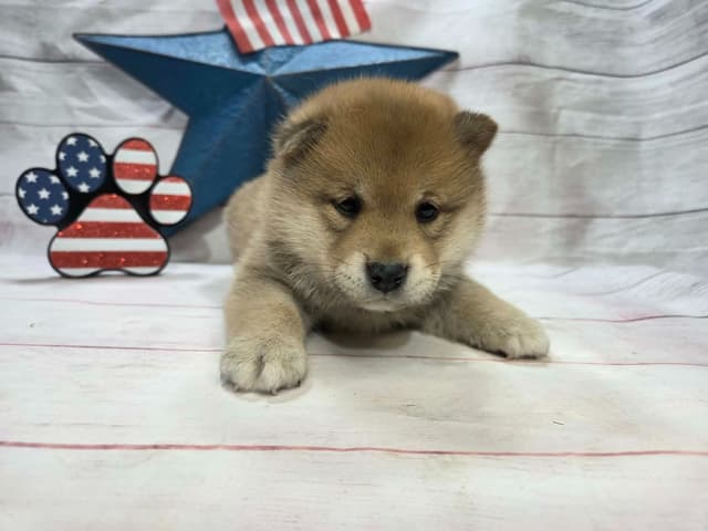 Shiba Inu Puppies media 4