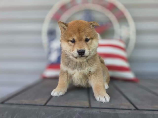Shiba Inu Puppies media 3