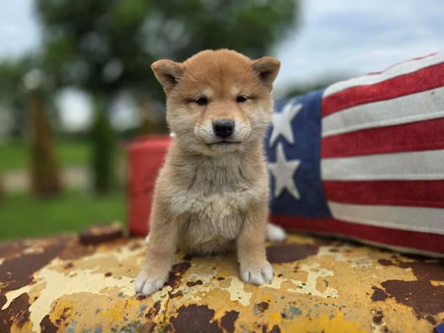 Shiba Inu Puppies media 2
