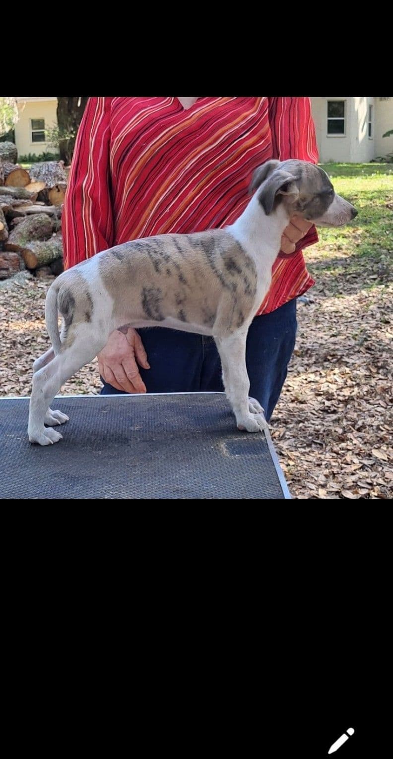 Italian Greyhound Puppies breeder image 1