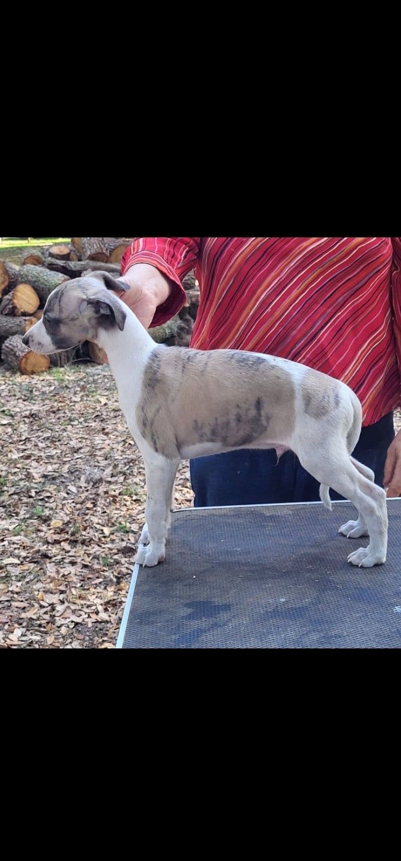 Italian Greyhound Puppies breeder image 2