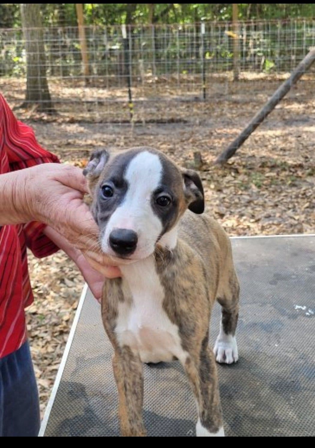 Italian Greyhound Puppies breeder image 3