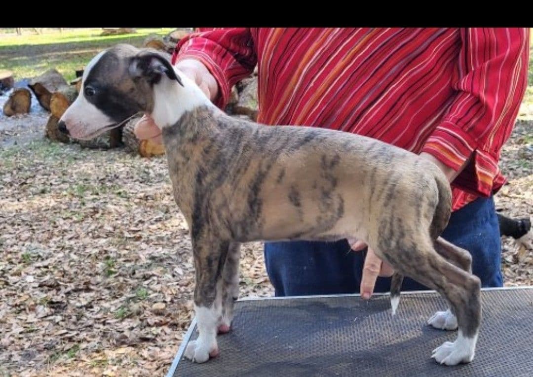 Italian Greyhound Puppies breeder image 5