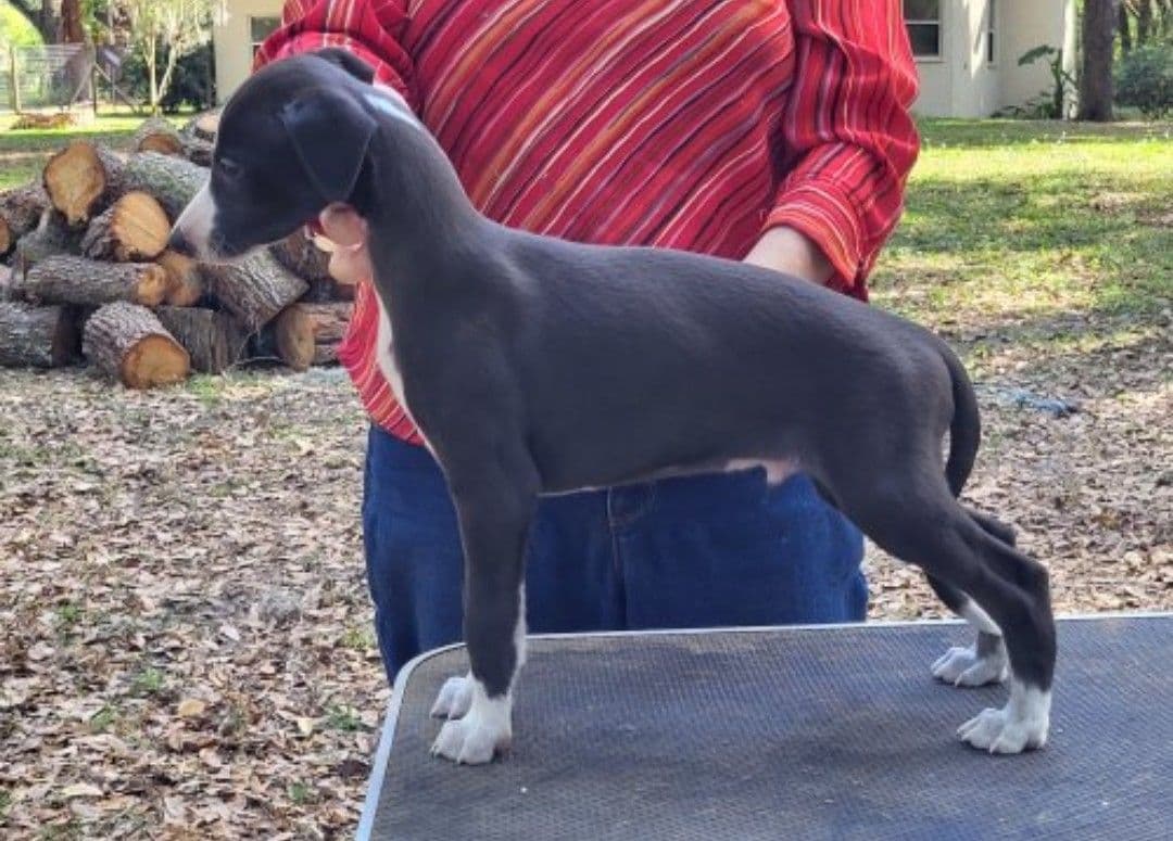 Italian Greyhound Puppies breeder image 6